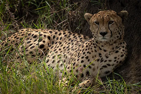 Guepard-safari-photo-Tanzanie
