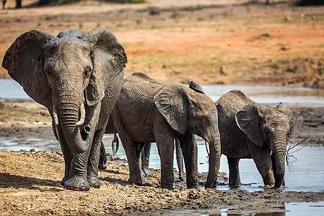 elephants-Tarangire-nord-Tanzanie