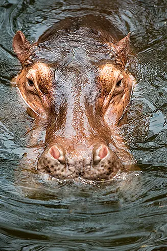 hippopotame-mammiferes-animal-sauvage