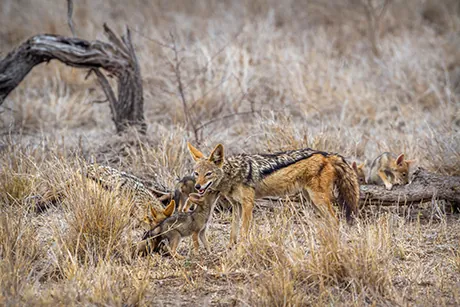 chacal-animaux-safaris