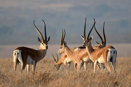 gazelle-grant-antilope
