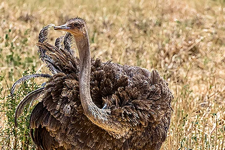 autruche-safari-Afrique
