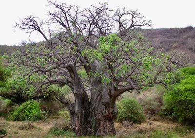 baobab-Tanzanie-flore