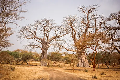 baobab-paysage-flore