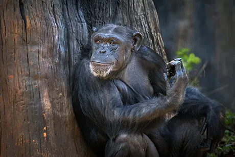 chimpanze-parc-national-Gombe