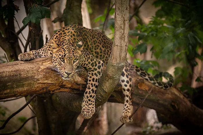 leopard-big-five-felin