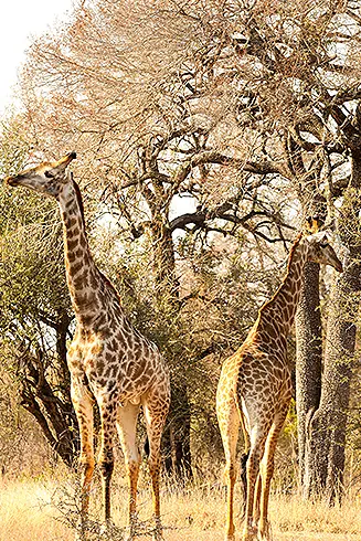 Afrique-girafe-acacia