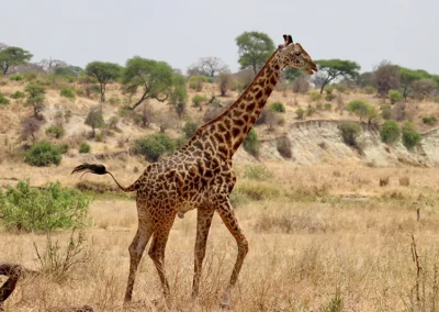 girafe-masai-grand-espace
