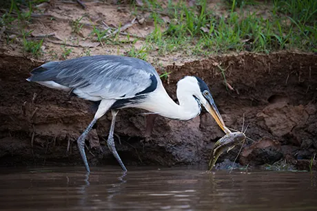 lac-manyara-heron