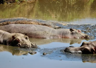 hippopotames-safari-photo