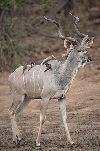antilope-koudou-proie