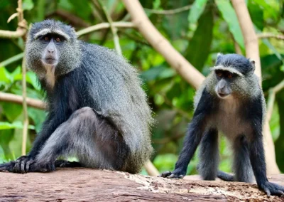 singe-bleu-lac-Manyara