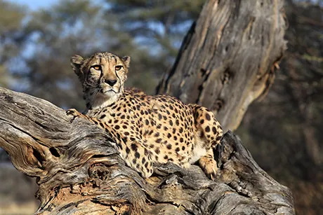 guepard-parc-Serengeti
