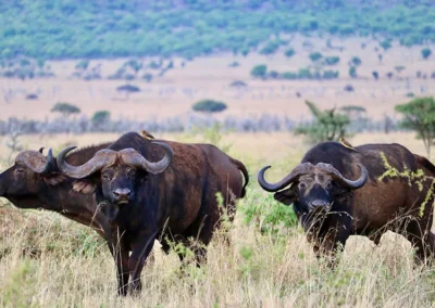 buffles-Afrique-safari