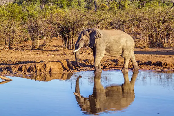 faire-un-safari-elephant