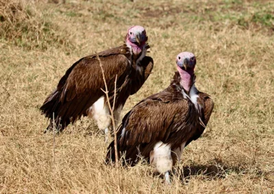 vautours-safari-horizon