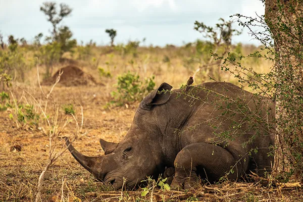 rhinoceros-safari-voyage