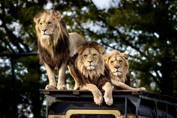safari-en-Tanzanie-en-famille