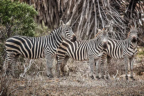 troupeaux-zebres-parc-Serengeti